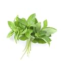 Mint leaves bunch